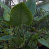 Thumbnail #1 of Alocasia robusta by LariAnn