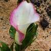 Thumbnail #2 of Zantedeschia  by lakesidecallas