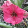 Thumbnail #4 of Hippeastrum  by vossner