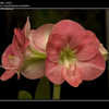 Thumbnail #5 of Hippeastrum  by melintir