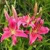 Thumbnail #3 of Lilium  by Todd_Boland