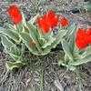 Thumbnail #2 of Tulipa praestans by kdjoergensen