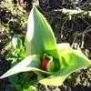 Thumbnail #4 of Tulipa praestans by wallaby1