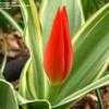 Thumbnail #3 of Tulipa praestans by kdjoergensen