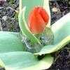 Thumbnail #5 of Tulipa praestans by wallaby1