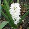 Thumbnail #2 of Hyacinthus orientalis by MiniPonyFarmer