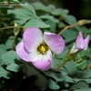 Thumbnail #4 of Oxalis adenophylla by DaylilySLP