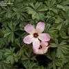 Thumbnail #3 of Oxalis adenophylla by zest