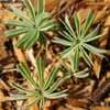 Thumbnail #5 of Oxalis adenophylla by turektaylor