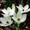 Thumbnail #4 of Ornithogalum arabicum by kennedyh