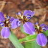 Thumbnail #4 of Neomarica caerulea by peonia