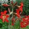 Thumbnail #2 of Hippeastrum  by TomH3787