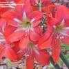 Thumbnail #4 of Hippeastrum  by DonnaA2Z
