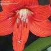 Thumbnail #5 of Hippeastrum  by DonnaA2Z