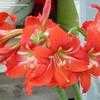 Thumbnail #3 of Hippeastrum  by butterflybyrob