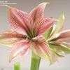 Thumbnail #3 of Hippeastrum  by kniphofia