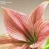 Thumbnail #4 of Hippeastrum  by kniphofia