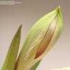 Thumbnail #5 of Hippeastrum  by kniphofia