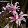 Thumbnail #2 of Crinum  by TomH3787