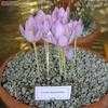 Thumbnail #2 of Crocus kotschyanus by Galanthophile