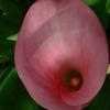 Thumbnail #1 of Zantedeschia rehmannii by PotEmUp