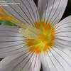 Thumbnail #4 of Crocus kotschyanus by Todd_Boland