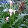 Thumbnail #2 of Zantedeschia rehmannii by mystic