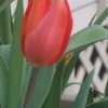 Thumbnail #4 of Tulipa  by zone5girl