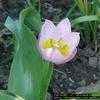 Thumbnail #1 of Tulipa bakeri by naturepatch