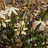 Thumbnail #5 of Triteleia ixioides by growin