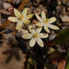 Thumbnail #4 of Triteleia ixioides by growin