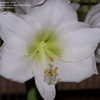 Thumbnail #4 of Hippeastrum  by DonnaA2Z