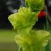 Thumbnail #1 of Gladiolus x hortulanus by pixie62560