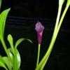 Thumbnail #5 of Zantedeschia  by Shirley1md