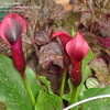 Thumbnail #3 of Zantedeschia  by 2zeus