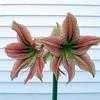 Thumbnail #2 of Hippeastrum  by kniphofia