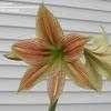 Thumbnail #1 of Hippeastrum  by kniphofia