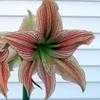 Thumbnail #3 of Hippeastrum  by kniphofia