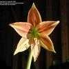 Thumbnail #4 of Hippeastrum  by kniphofia