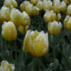 Thumbnail #1 of Tulipa  by Todd_Boland