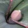 Thumbnail #4 of Allium karataviense by saya