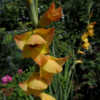 Thumbnail #4 of Gladiolus  by Fizgig777