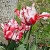Thumbnail #1 of Tulipa  by carolann