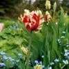 Thumbnail #4 of Tulipa  by mosquitoflats