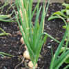 Thumbnail #1 of Allium cepa by growin