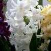 Thumbnail #2 of Hyacinthus orientalis by ladyrowan