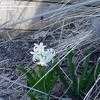 Thumbnail #4 of Hyacinthus orientalis by zemerson
