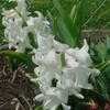 Thumbnail #5 of Hyacinthus orientalis by Crimson