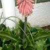 Thumbnail #1 of Veltheimia bracteata by bootandall