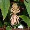 Thumbnail #5 of Veltheimia bracteata by RWhiz